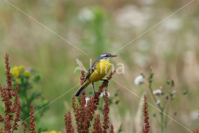 Gele Kwikstaart (Motacilla flava)