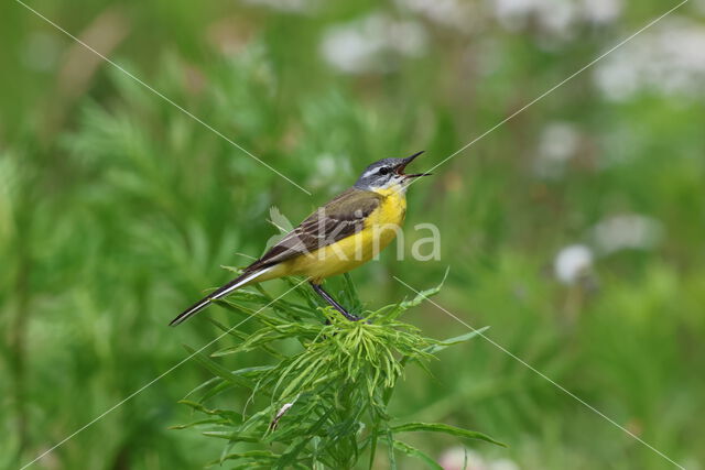 Gele Kwikstaart (Motacilla flava)