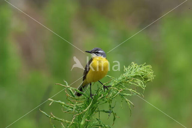 Gele Kwikstaart (Motacilla flava)