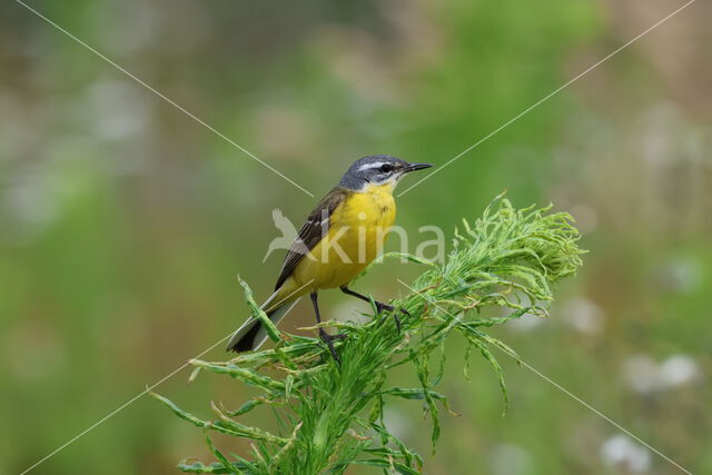 Gele Kwikstaart (Motacilla flava)