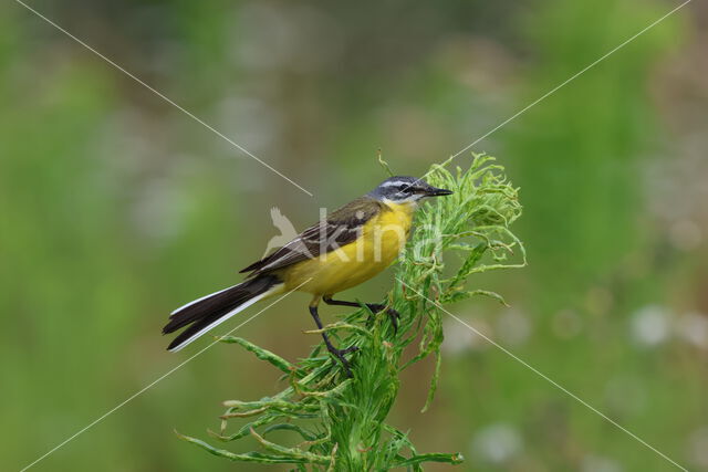 Gele Kwikstaart (Motacilla flava)