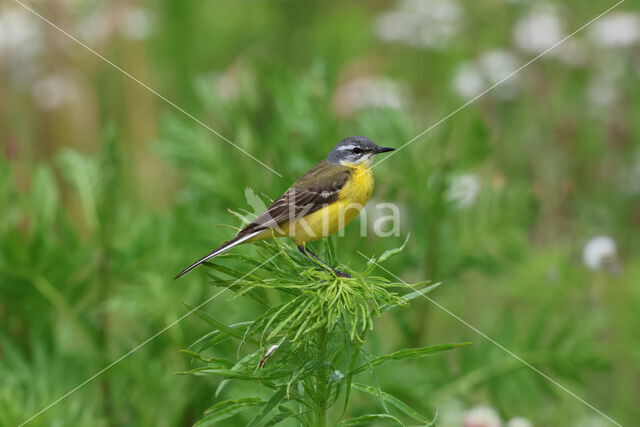 Gele Kwikstaart (Motacilla flava)