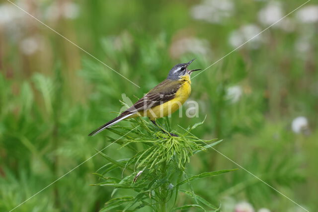 Gele Kwikstaart (Motacilla flava)