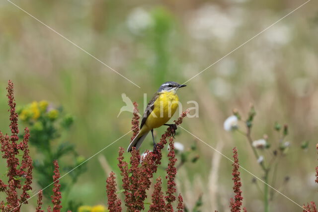 Gele Kwikstaart (Motacilla flava)