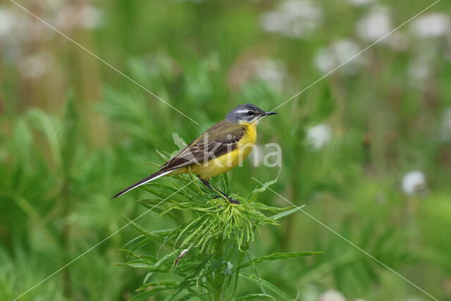 Gele Kwikstaart (Motacilla flava)