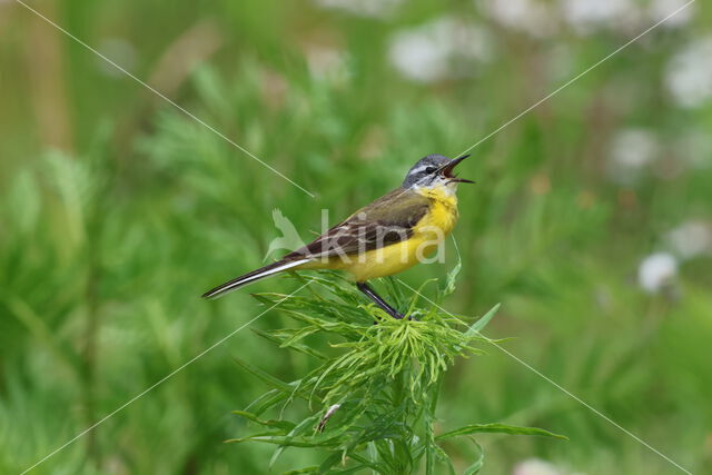 Gele Kwikstaart (Motacilla flava)