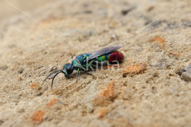 Fluitenkruidbij (Andrena proxima)