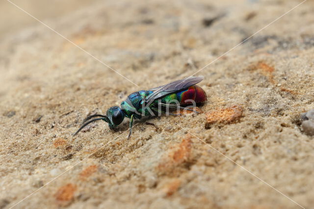 Andrena proxima