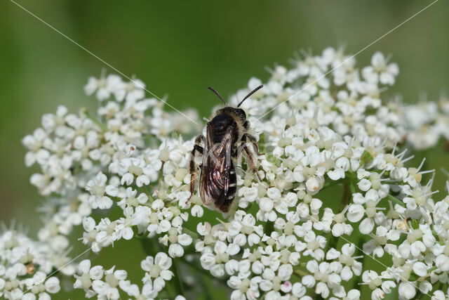 Fluitenkruidbij (Andrena proxima)