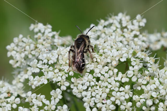 Andrena proxima