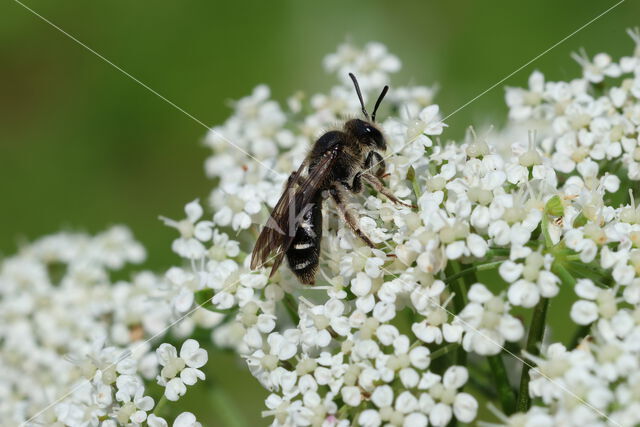 Fluitenkruidbij (Andrena proxima)