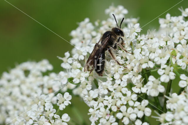 Fluitenkruidbij (Andrena proxima)