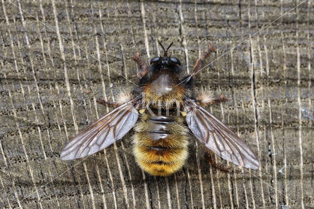 laphria flava