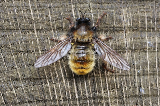 gele hommelroofvlieg (laphria flava)