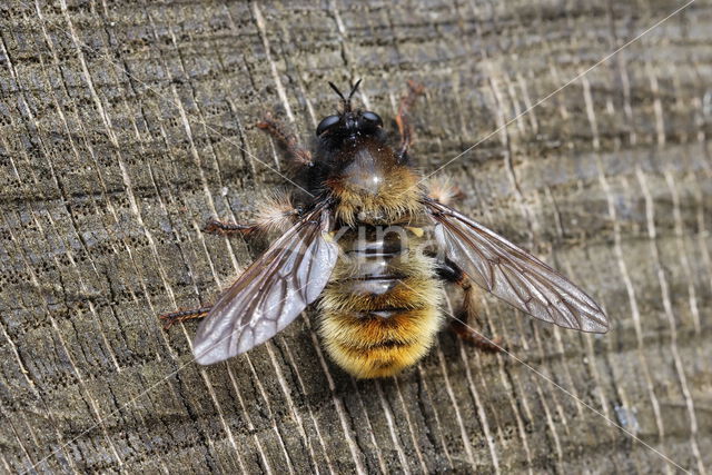 gele hommelroofvlieg (laphria flava)