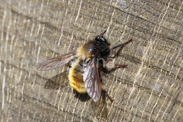 gele hommelroofvlieg (laphria flava)