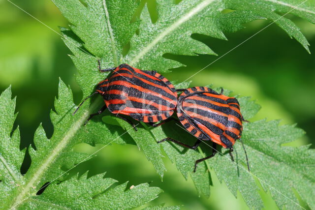 graphosoma italicum