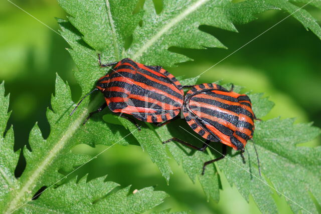 graphosoma italicum