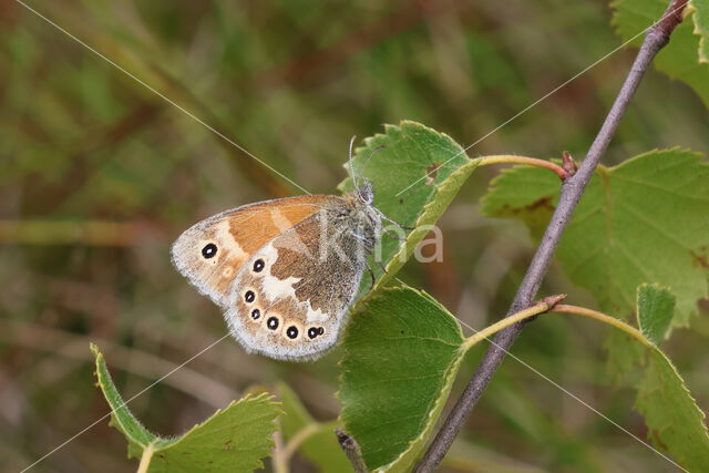 Veenhooibeestje (Coenonympha tullia)