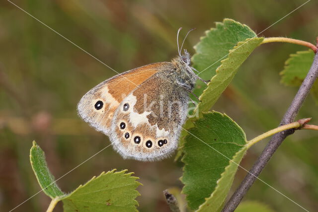 Veenhooibeestje (Coenonympha tullia)