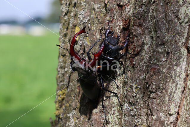 Stag Beetle (Lucanus cervus)