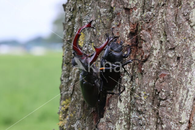 Stag Beetle (Lucanus cervus)