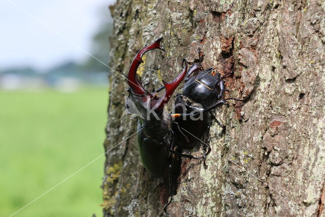 Stag Beetle (Lucanus cervus)