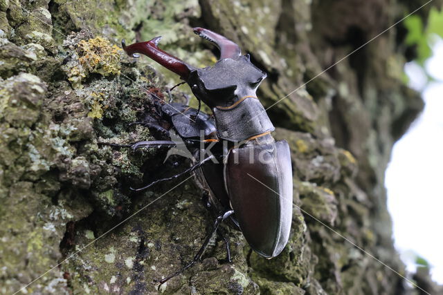 Stag Beetle (Lucanus cervus)