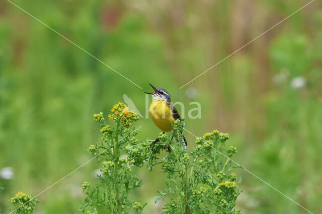 Gele Kwikstaart (Motacilla flava)