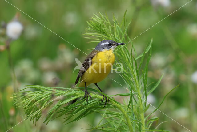 Gele Kwikstaart (Motacilla flava)