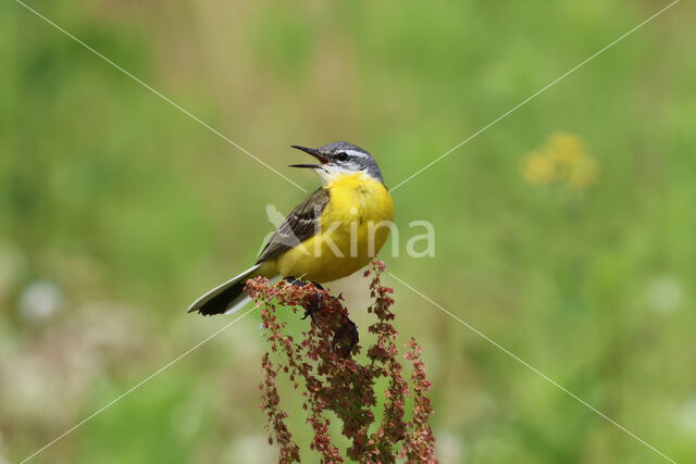 Gele Kwikstaart (Motacilla flava)