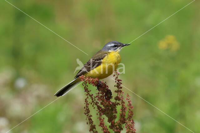 Gele Kwikstaart (Motacilla flava)