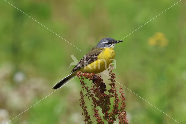 Gele Kwikstaart (Motacilla flava)