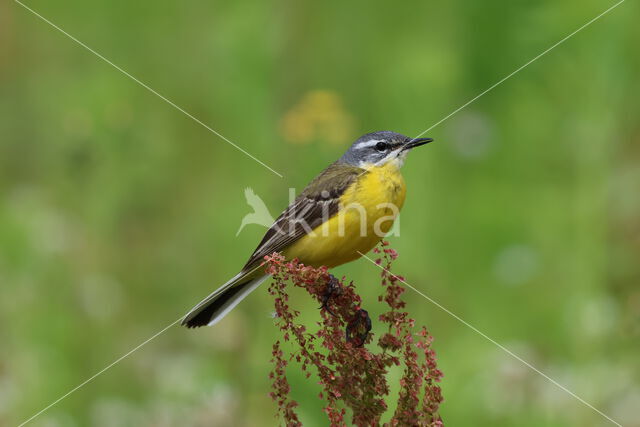 Gele Kwikstaart (Motacilla flava)