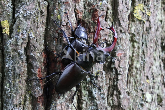 Stag Beetle (Lucanus cervus)