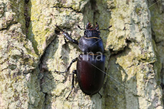 Stag Beetle (Lucanus cervus)