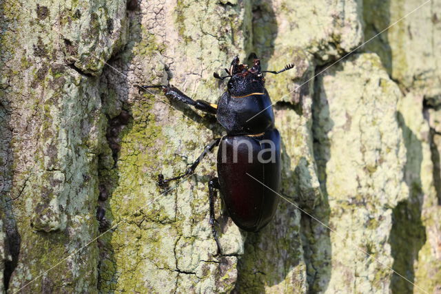 Stag Beetle (Lucanus cervus)