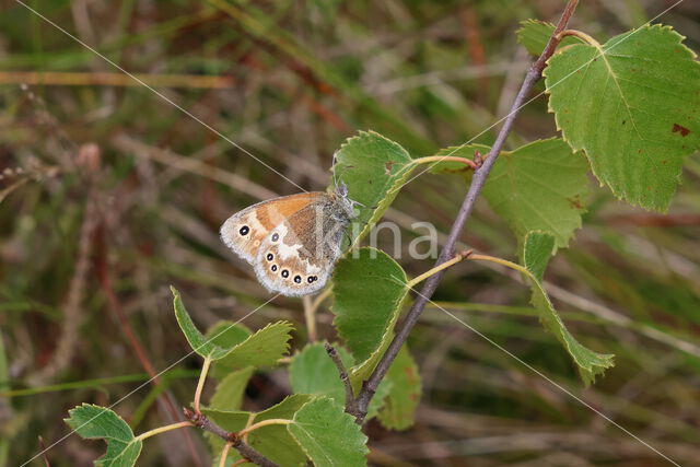 Veenhooibeestje (Coenonympha tullia)