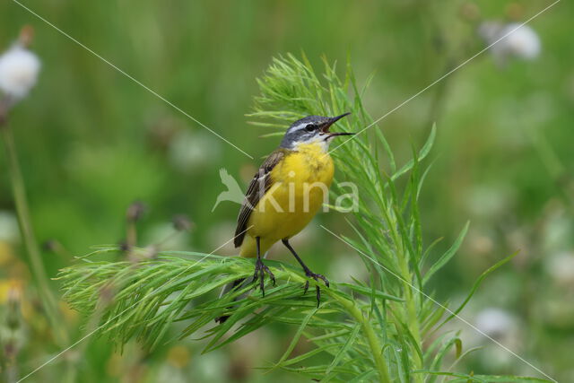 Gele Kwikstaart (Motacilla flava)