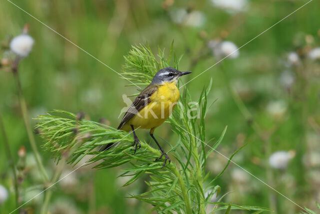 Gele Kwikstaart (Motacilla flava)