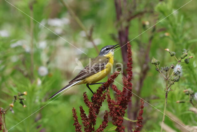 Gele Kwikstaart (Motacilla flava)