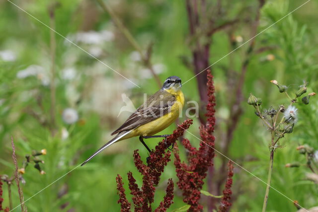 Gele Kwikstaart (Motacilla flava)