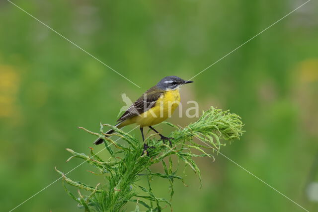 Gele Kwikstaart (Motacilla flava)