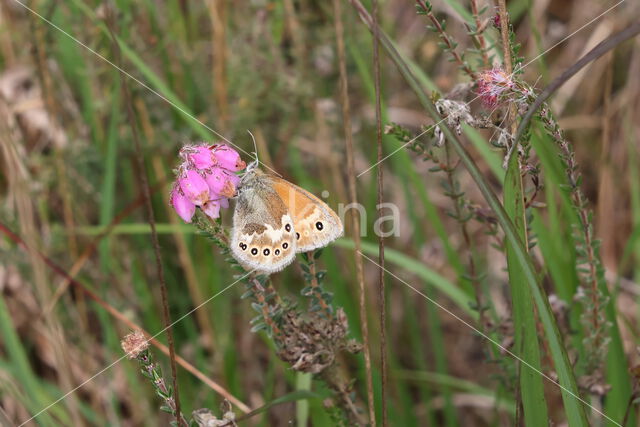 Large Heath (Coenonympha tullia)