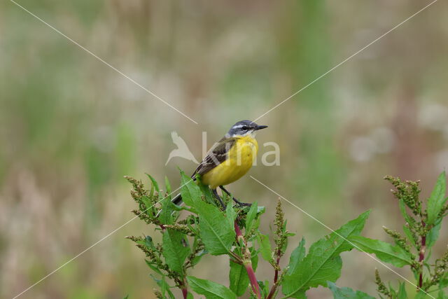 Gele Kwikstaart (Motacilla flava)