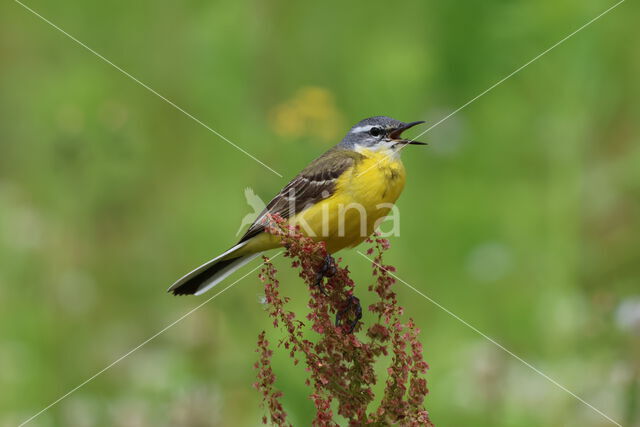 Gele Kwikstaart (Motacilla flava)