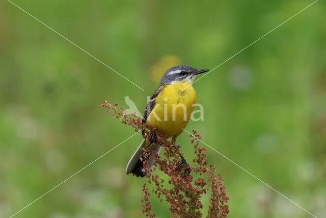 Gele Kwikstaart (Motacilla flava)