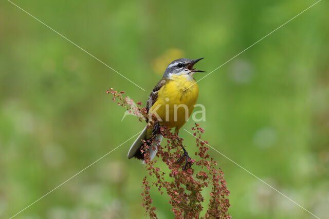 Gele Kwikstaart (Motacilla flava)