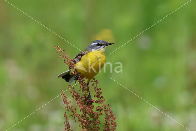 Gele Kwikstaart (Motacilla flava)