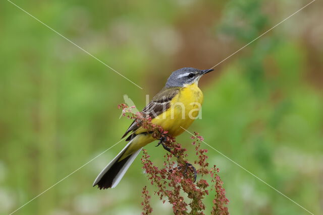 Gele Kwikstaart (Motacilla flava)